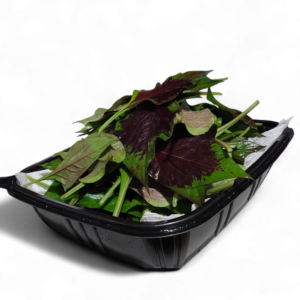 Lagos Spinach (Efo Shoko) - Celosia Argentea