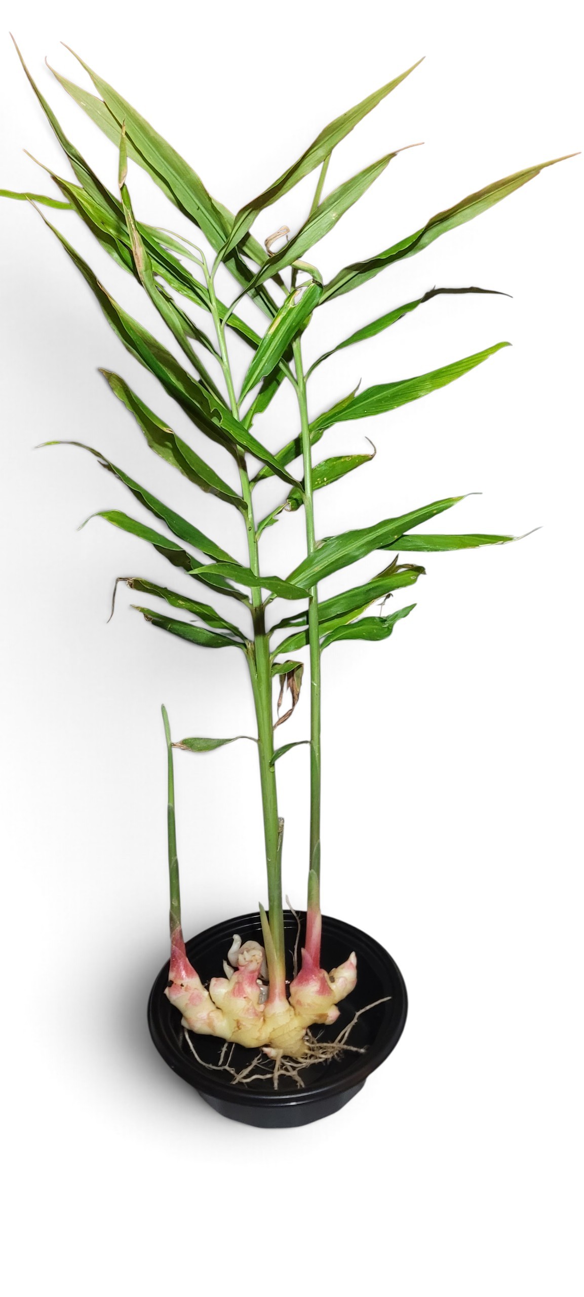 Peruvian Yellow Ginger - Zingiber Officinale - Image 2