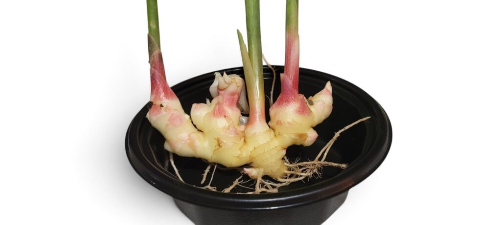 Peruvian Yellow Ginger - Zingiber Officinale
