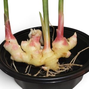 Peruvian Yellow Ginger - Zingiber Officinale
