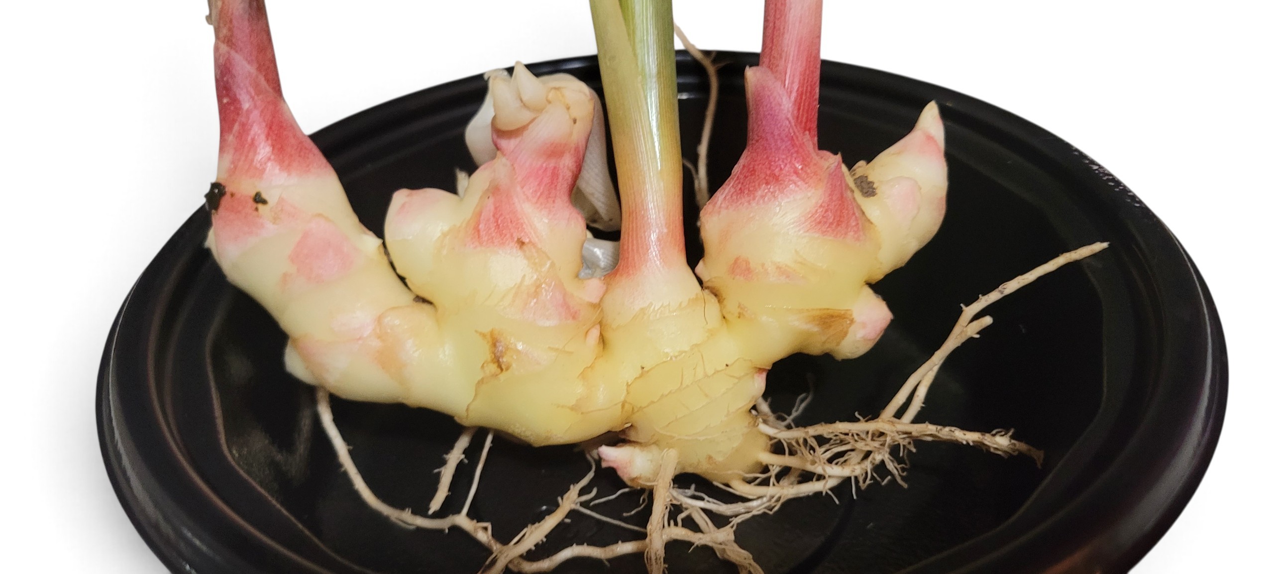 Peruvian Yellow Ginger - Zingiber Officinale - Image 3
