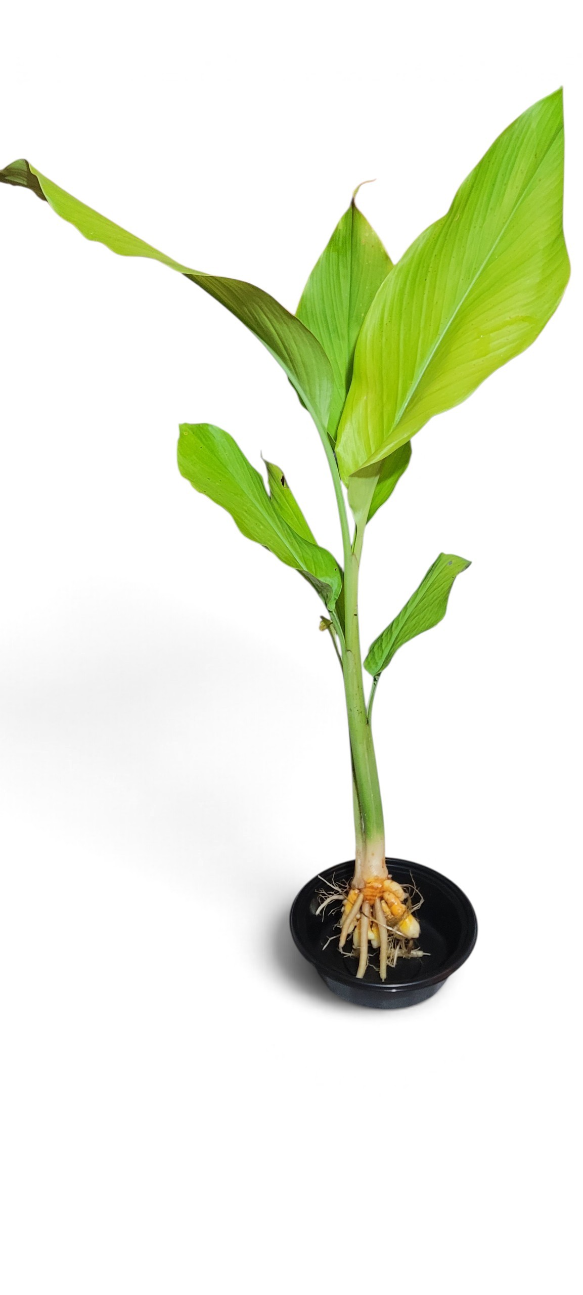 Thai Turmeric- Curcuma Longa - Image 3