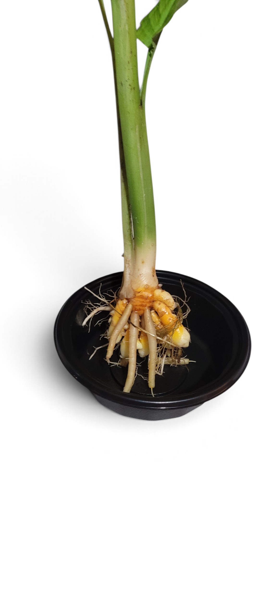Thai Turmeric- Curcuma Longa - Image 2