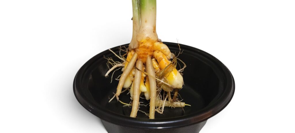 Thai Turmeric- Curcuma Longa