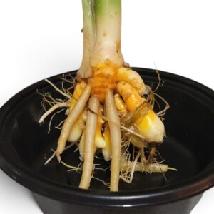 Thai Turmeric- Curcuma Longa