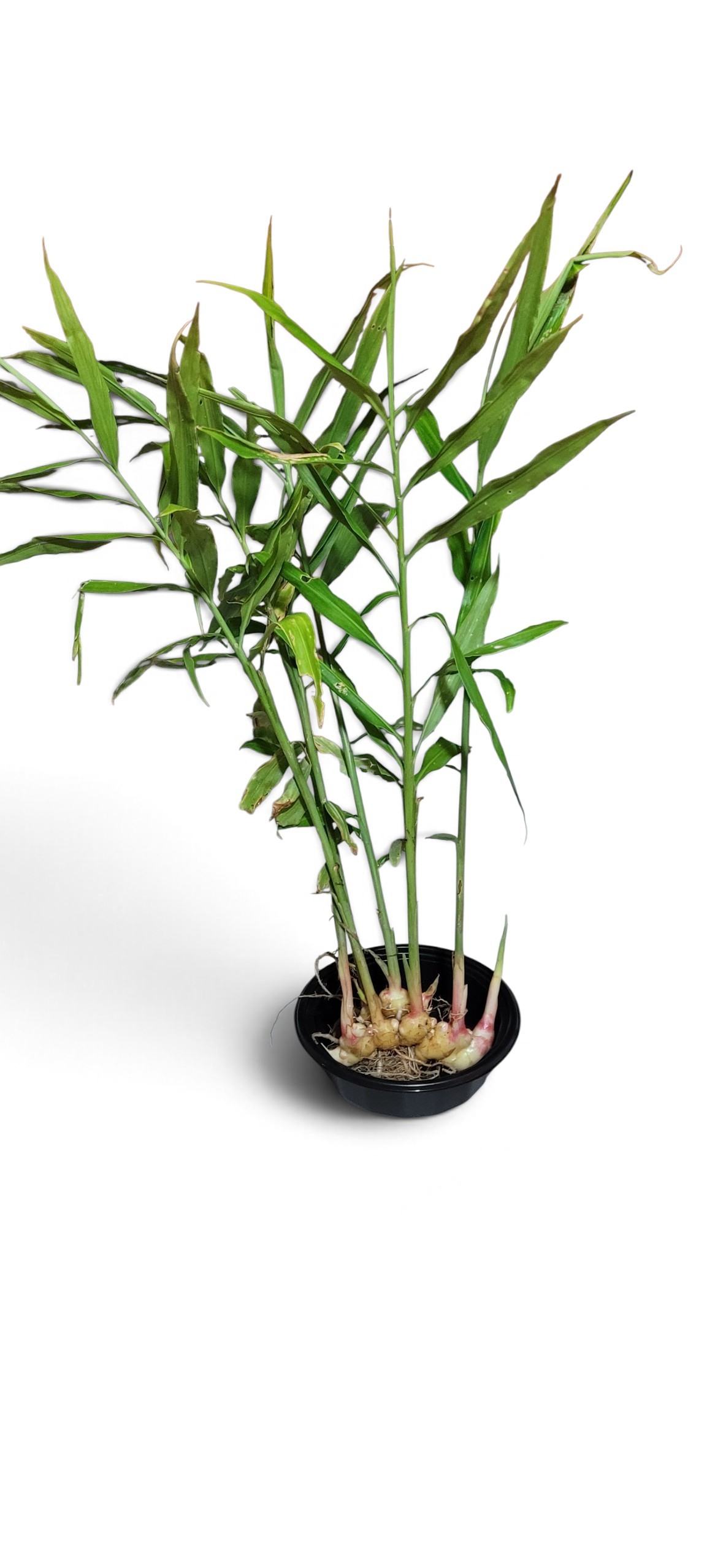 Vietnamese Yellow Ginger - Zingiber Officinale - Image 2