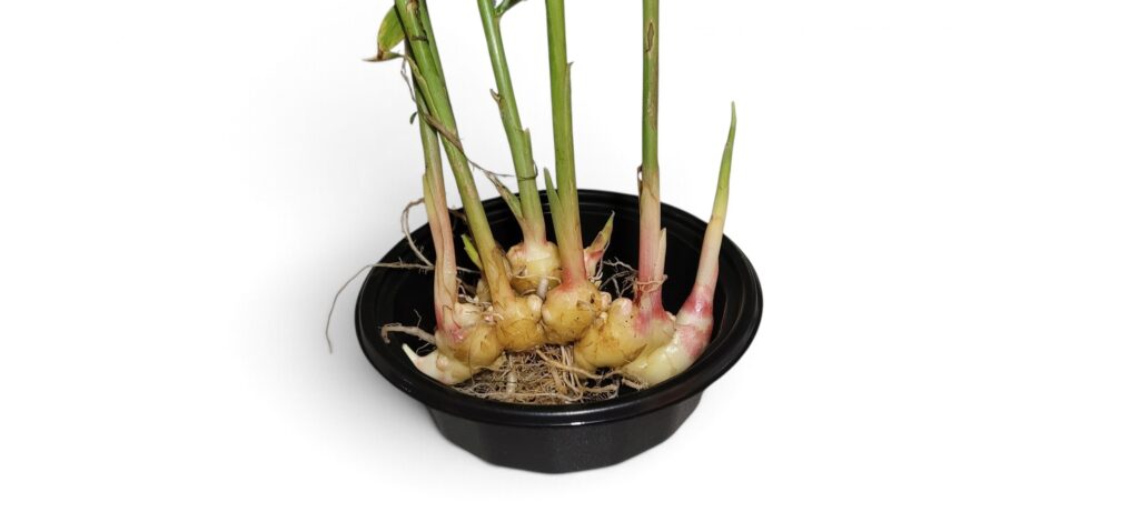 Vietnamese Yellow Ginger - Zingiber Officinale