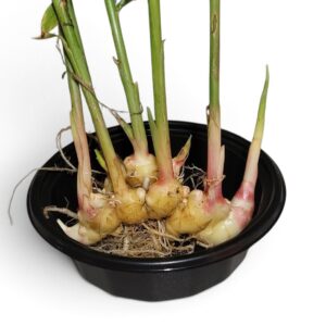 Vietnamese Yellow Ginger - Zingiber Officinale