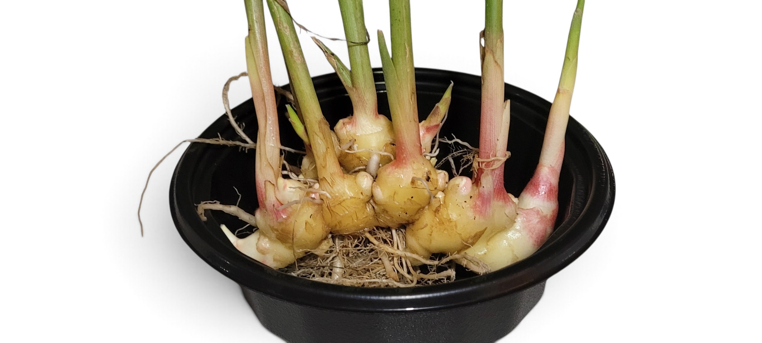 Vietnamese Yellow Ginger - Zingiber Officinale - Image 3
