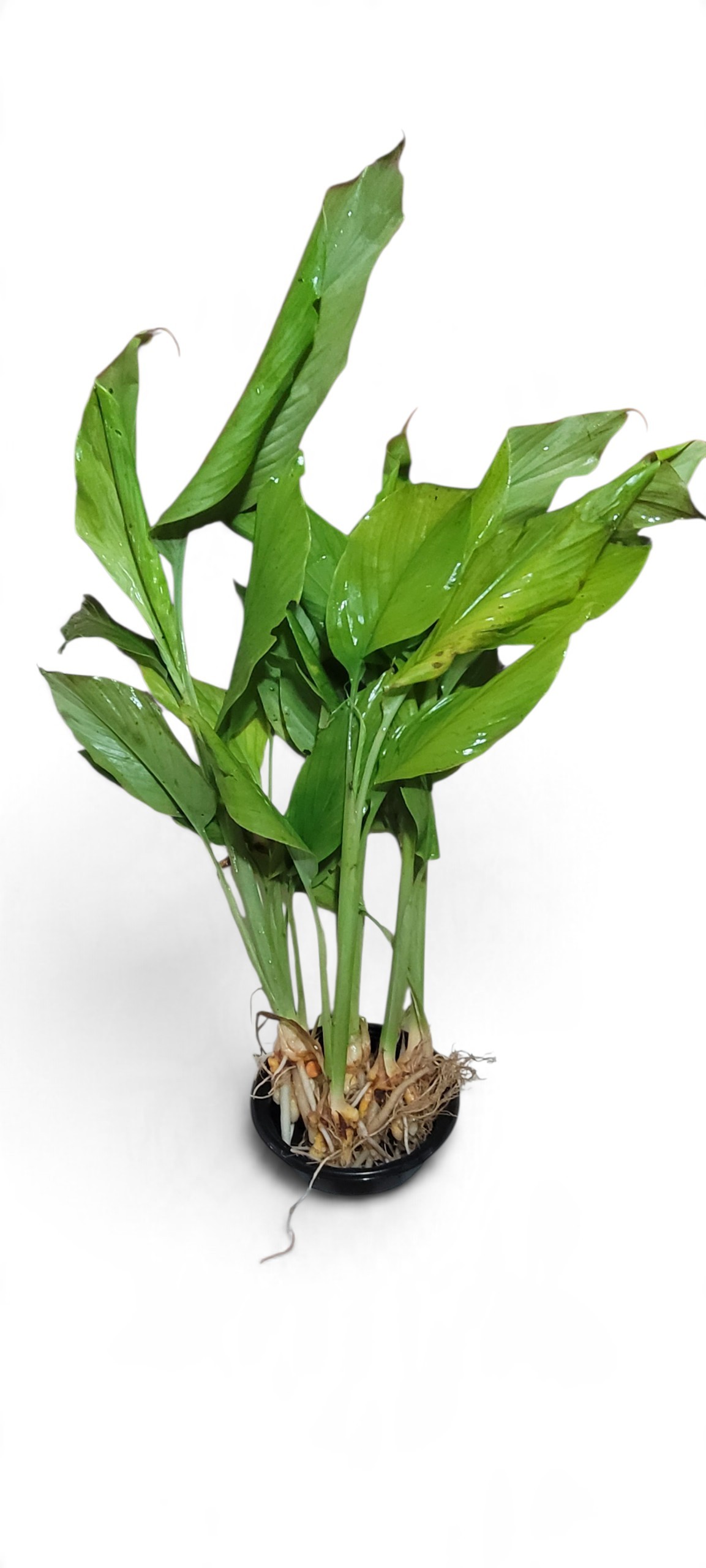 Thai Turmeric- Curcuma Longa - Image 4