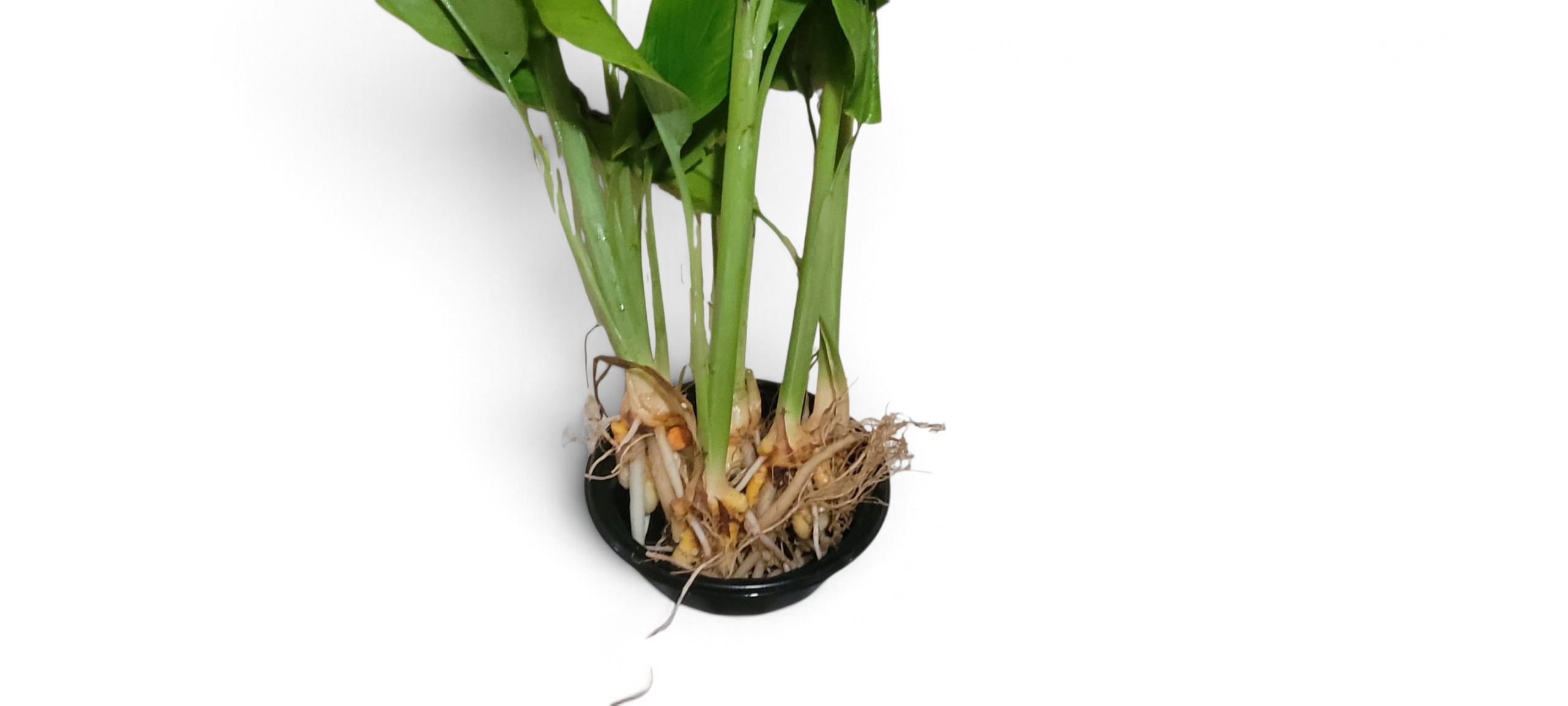 Thai Turmeric- Curcuma Longa - Image 5