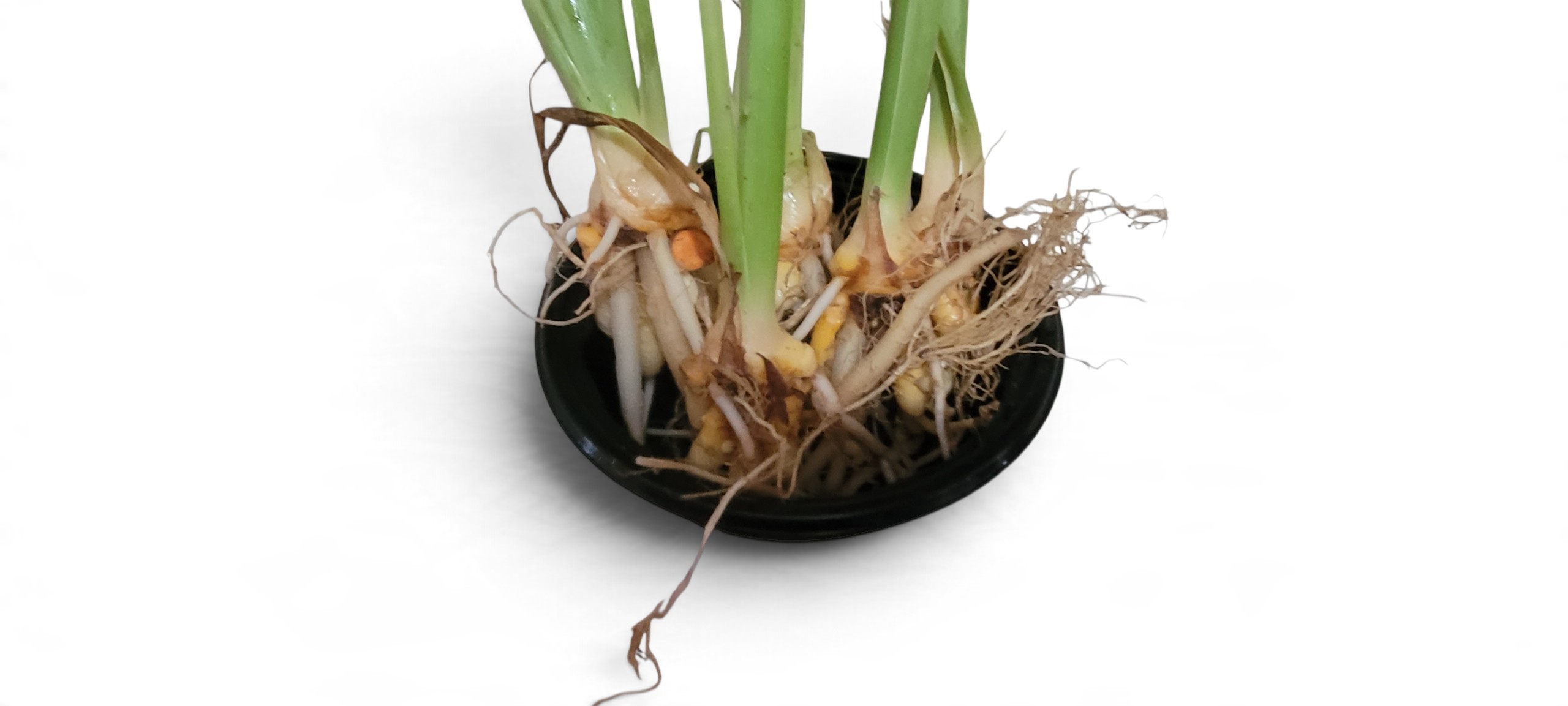 Thai Turmeric- Curcuma Longa - Image 6