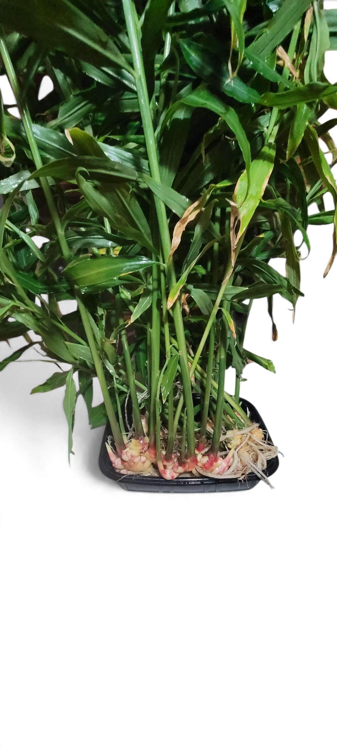 Vietnamese Yellow Ginger - Zingiber Officinale - Image 4