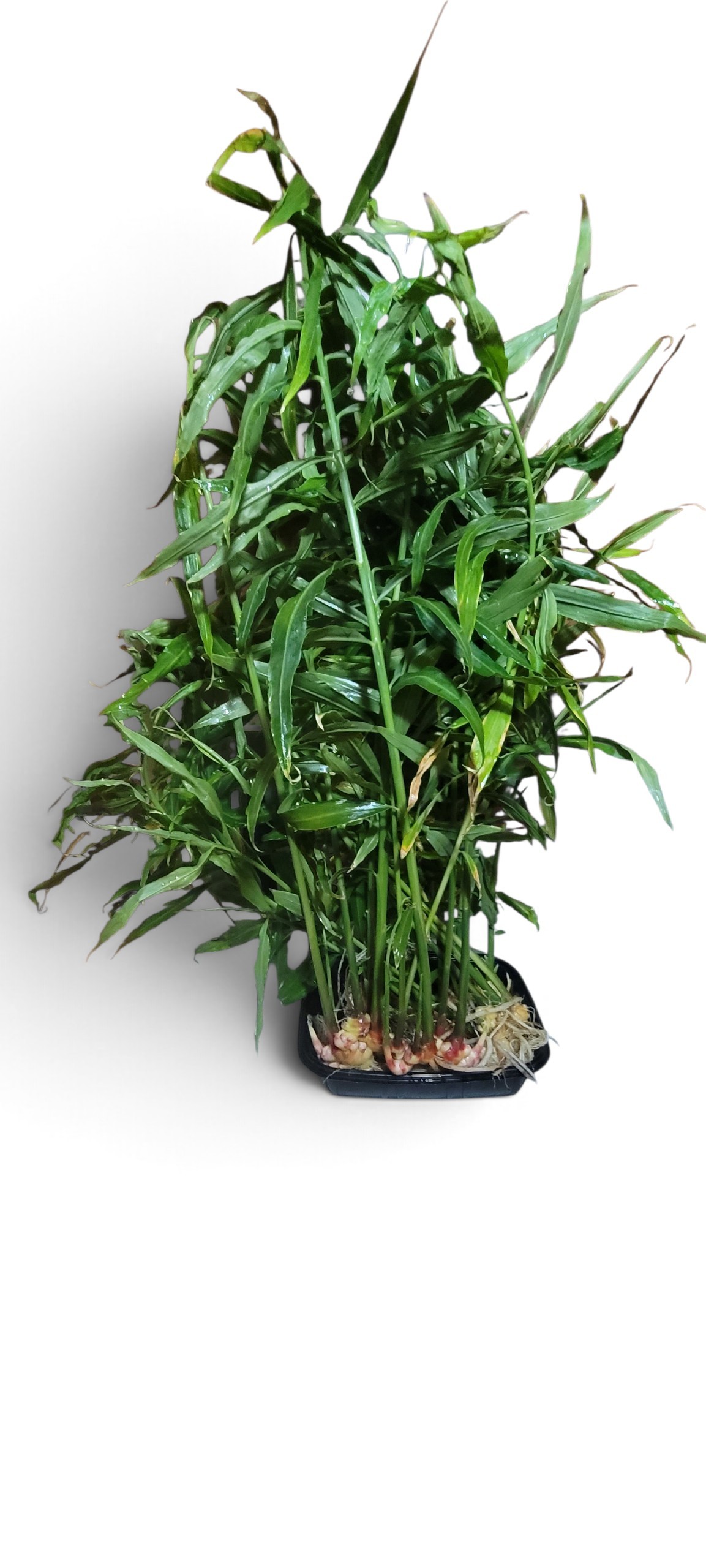 Peruvian Yellow Ginger - Zingiber Officinale - Image 4
