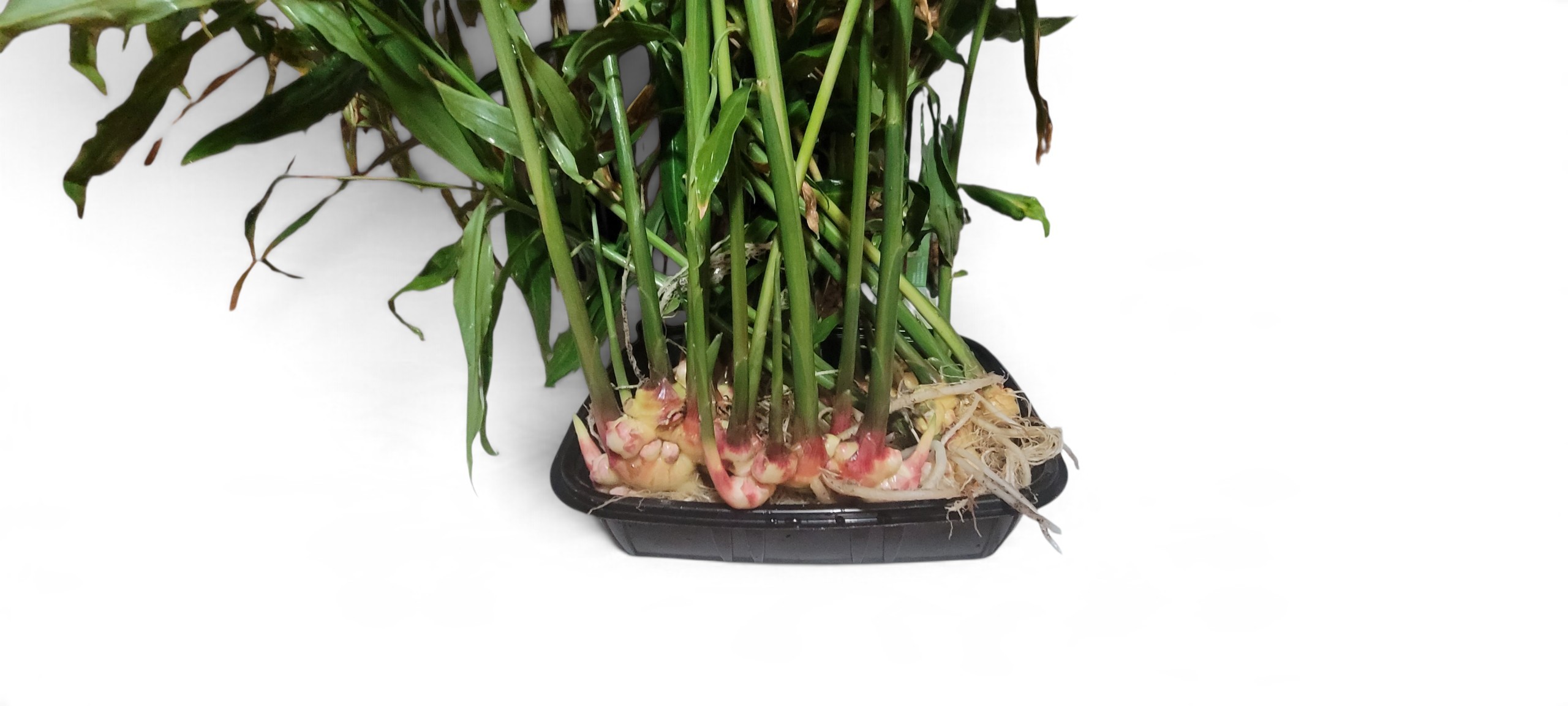 Vietnamese Yellow Ginger - Zingiber Officinale - Image 5