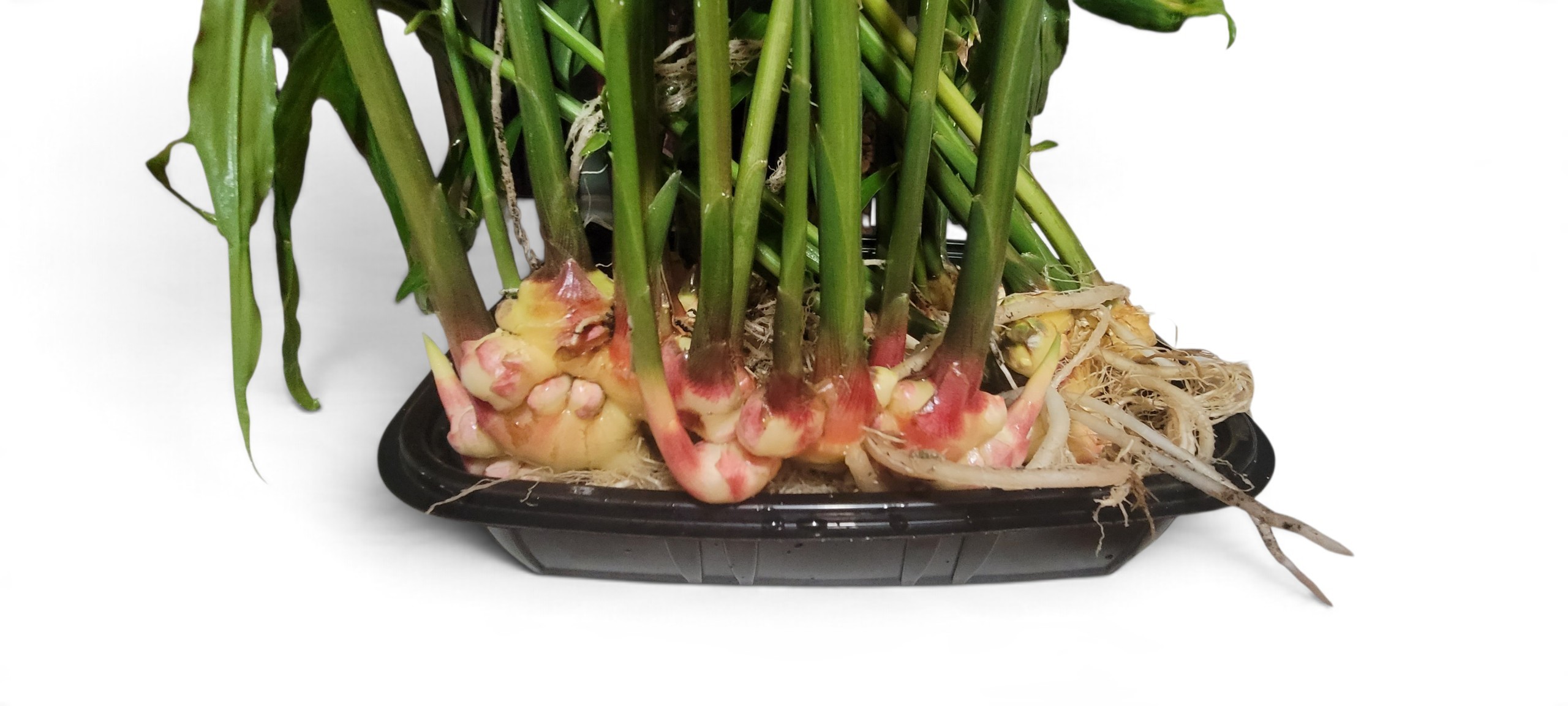 Peruvian Yellow Ginger - Zingiber Officinale - Image 5