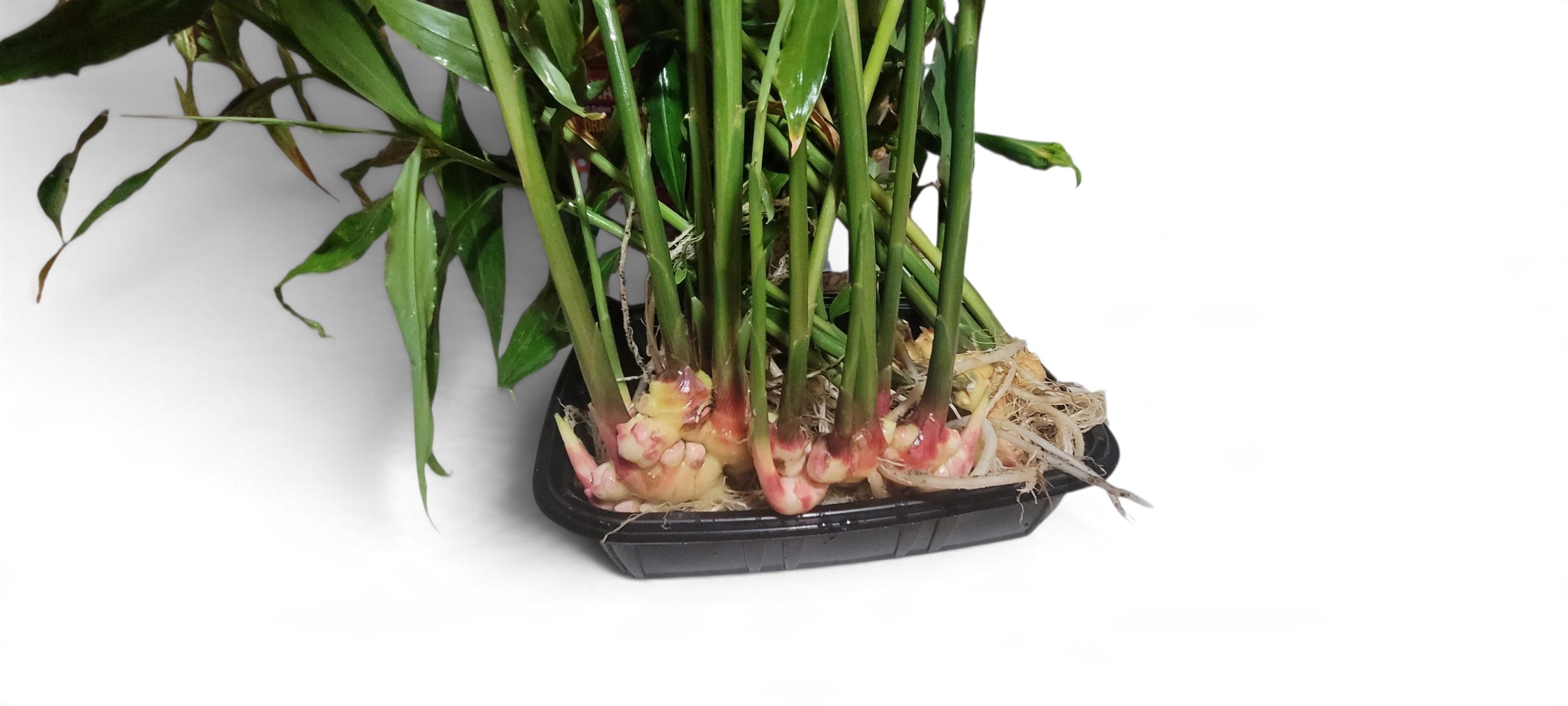 Vietnamese Yellow Ginger - Zingiber Officinale - Image 6